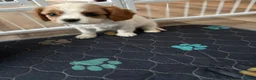 Cavalier King Charles Spaniel dogs for sale: DNA Tested Cavalier King Charles Puppies - Advert 10