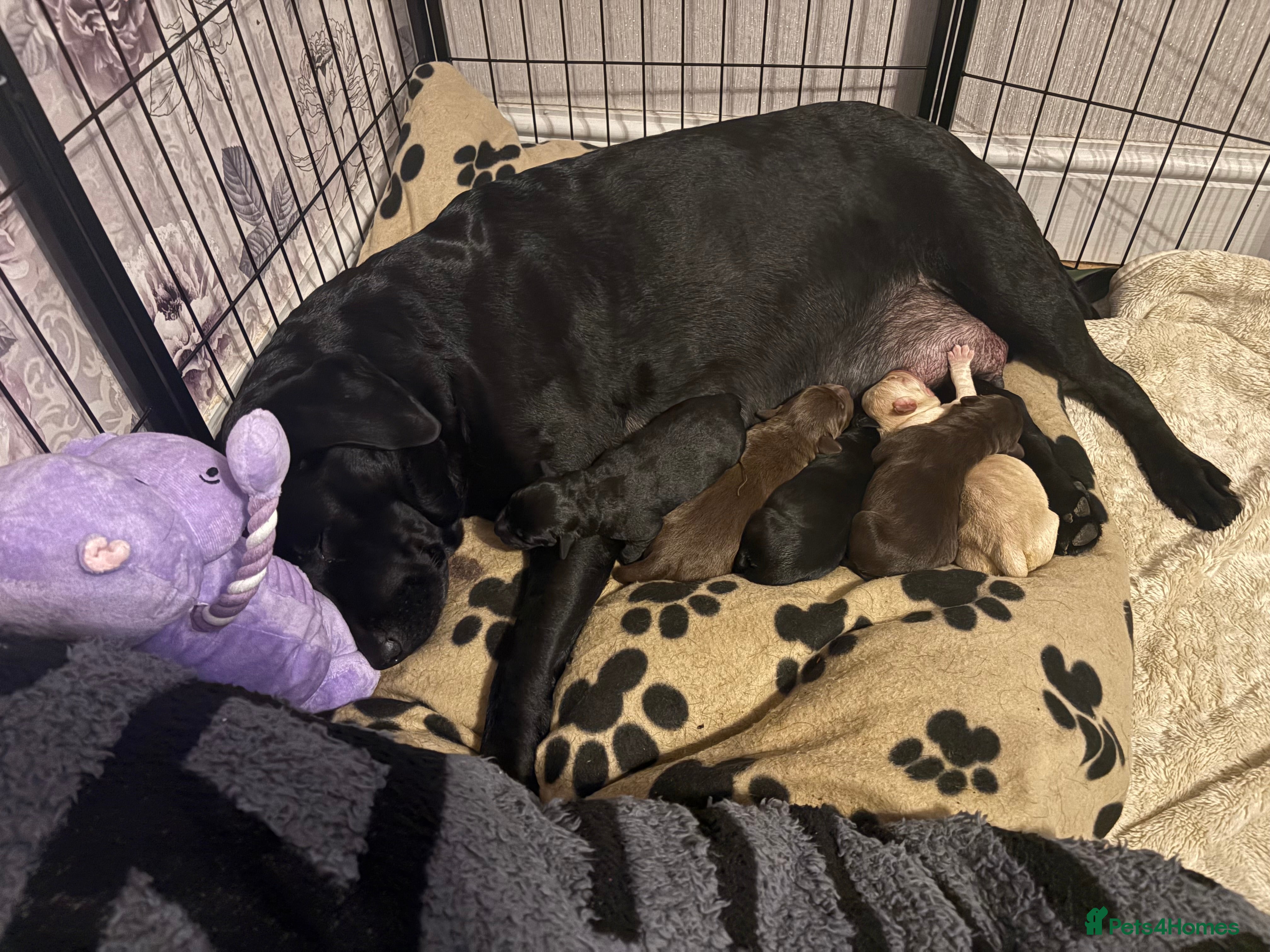 Labrador Retriever dogs 5 Labrador puppies for sale kent - Advert 6