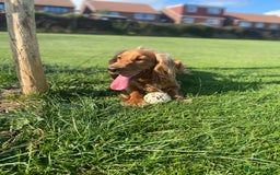 Cocker Spaniel dogs for stud: Working Cocker Spaniel in Bridgend - Image 11