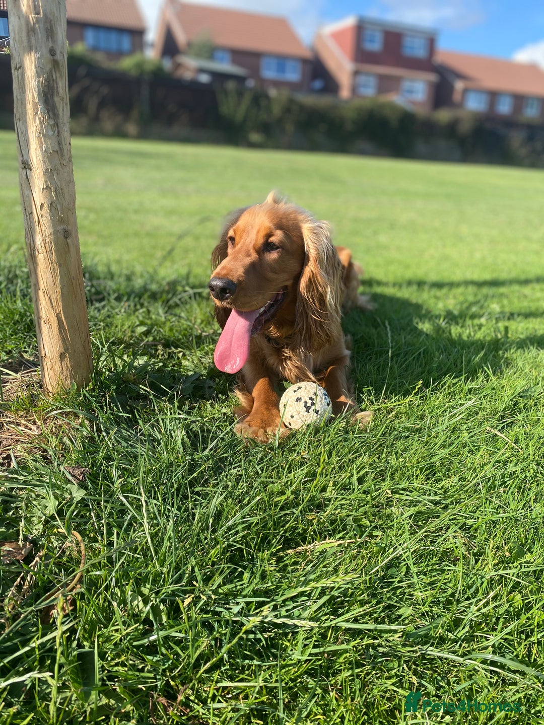 Cocker Spaniel dogs for stud: Working Cocker Spaniel in Bridgend - Image 11