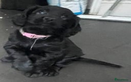 Cocker Spaniel dogs for sale: Working Cocker Spaniels - Image 13