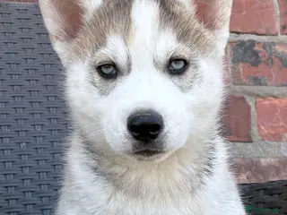 Siberian Husky dogs Siberian husky puppy boys - Advert 15