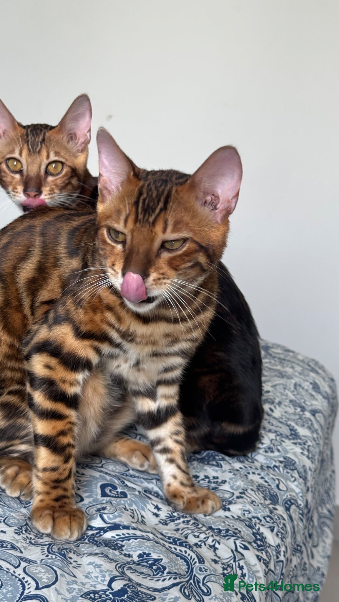 Bengal cats for sale: TICA Bengal cats adorable educated with kid NO UK  in London - Advert 4