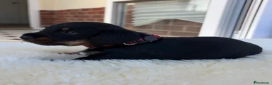 Dachshund 1