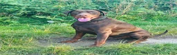 Dobermann dogs for sale: Selling my adult dogs  - Advert 8