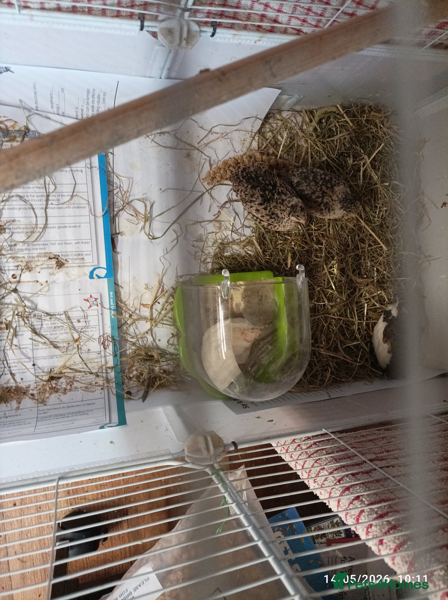 Quail poultry Tiny Button Quail FEMALES  - Advert 6