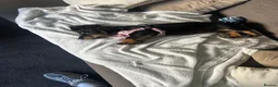 Miniature Dachshund dogs for sale: Black & Tan Longhaired Miniature Dachshund in Glasgow - Advert 5