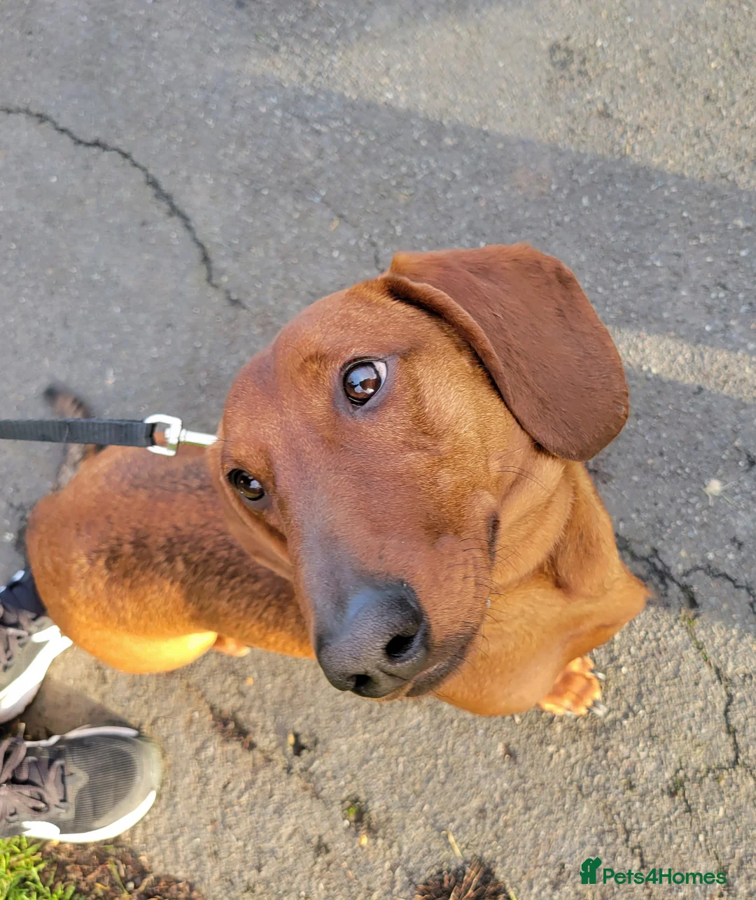 Dachshund dogs for sale: STANDARD DACHSHUND BOY kc registered  - Advert 8