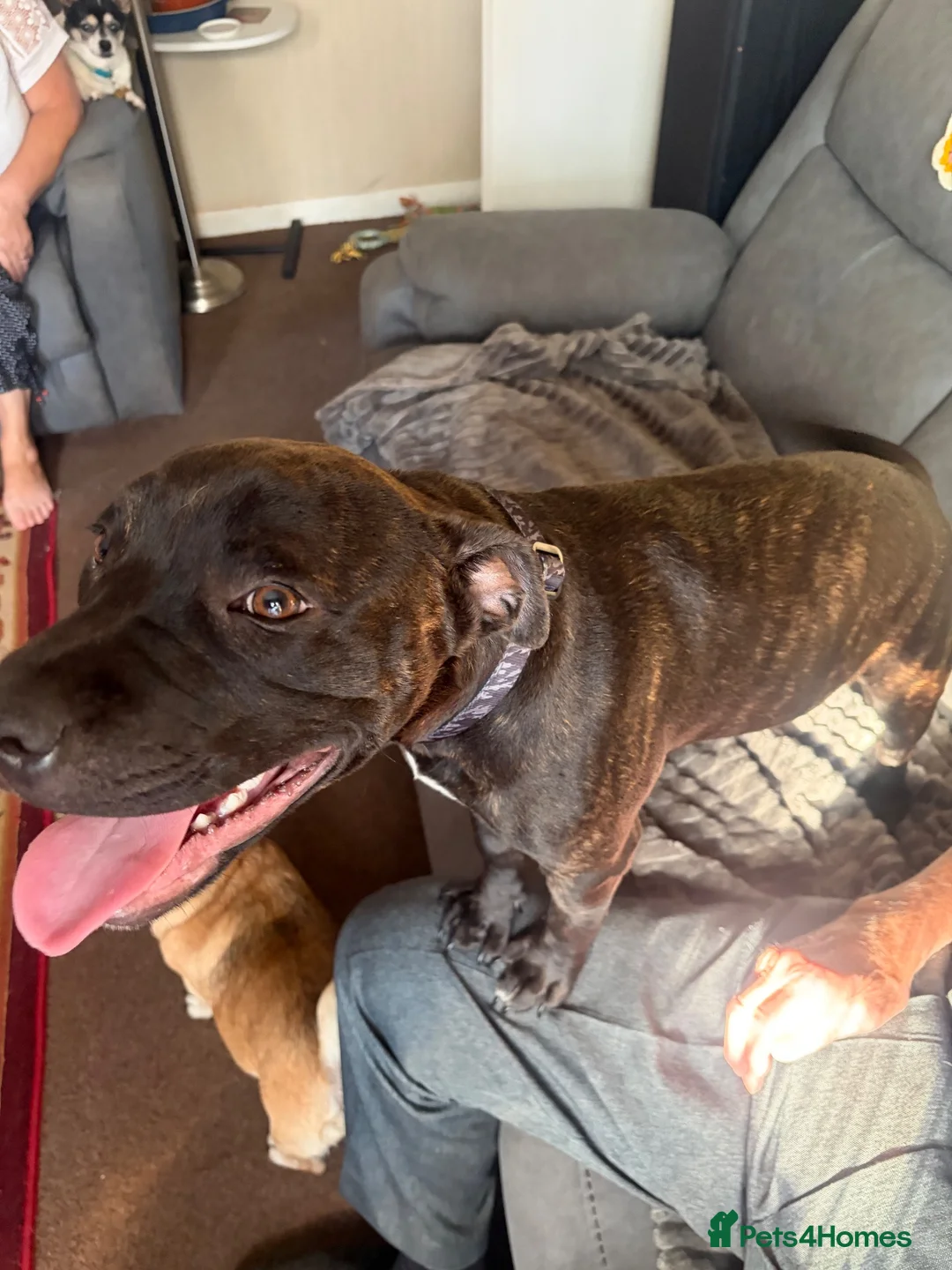 Staffordshire Bull Terrier dogs for sale: JACK - Staffordshire bull terrier  in Cannock - Advert 3