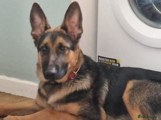 Mixed Breed dogs Maximus - Advert 5