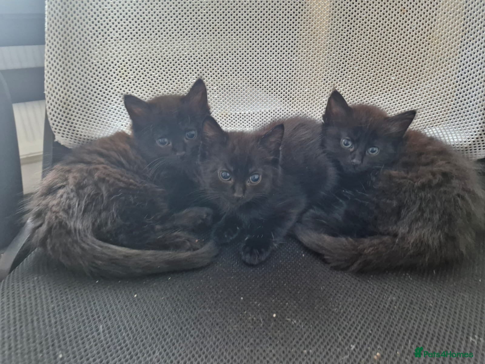 Mixed Breed cats Lovely black kittens - Advert 1