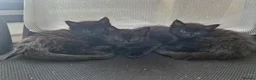 Mixed Breed cats for sale: Lovely black kittens in Bedford - Advert 1