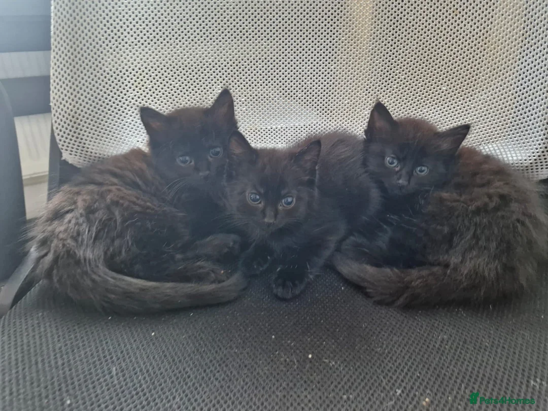 Mixed Breed cats for sale: Lovely black kittens in Bedford - Advert 1