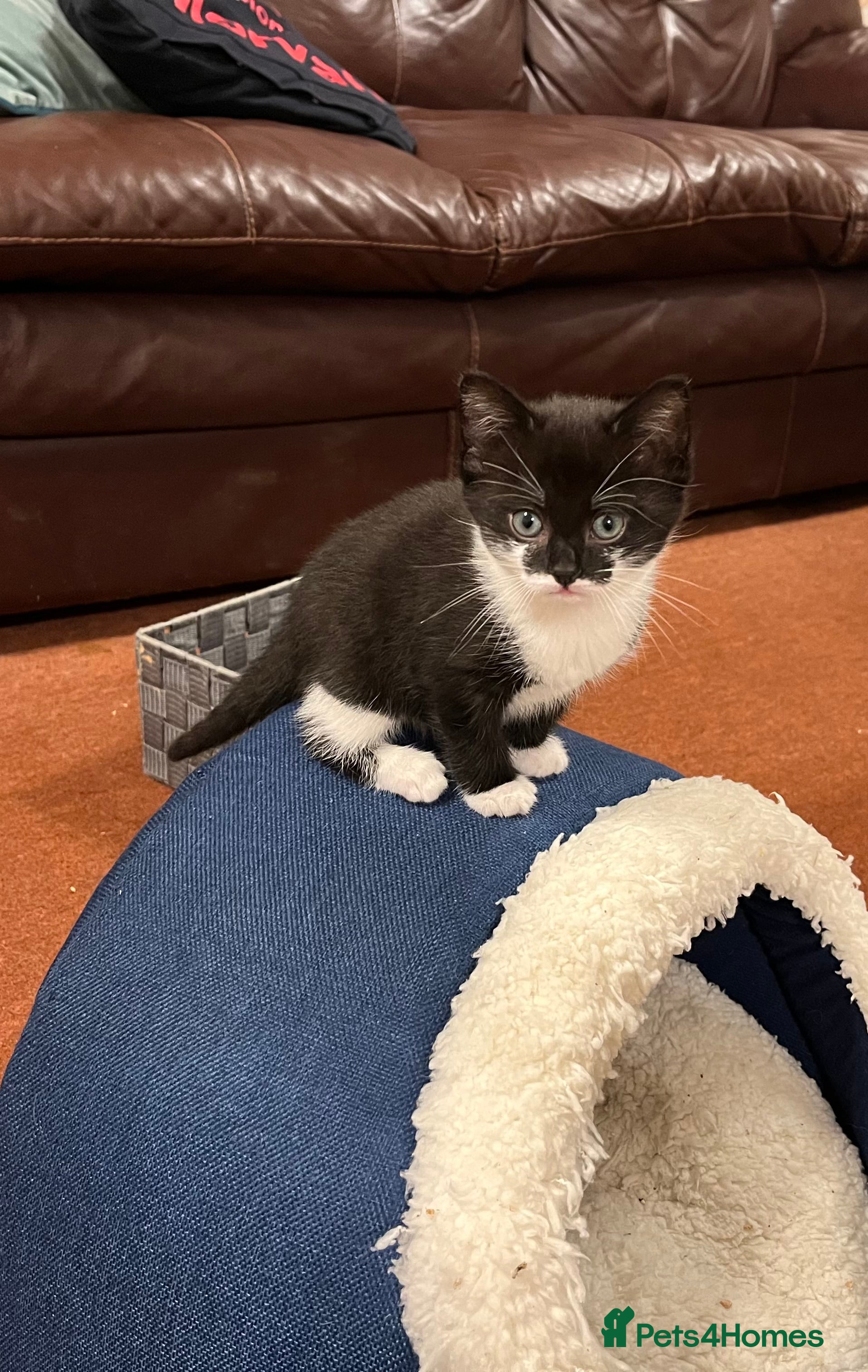 Mixed Breed Kitten 3