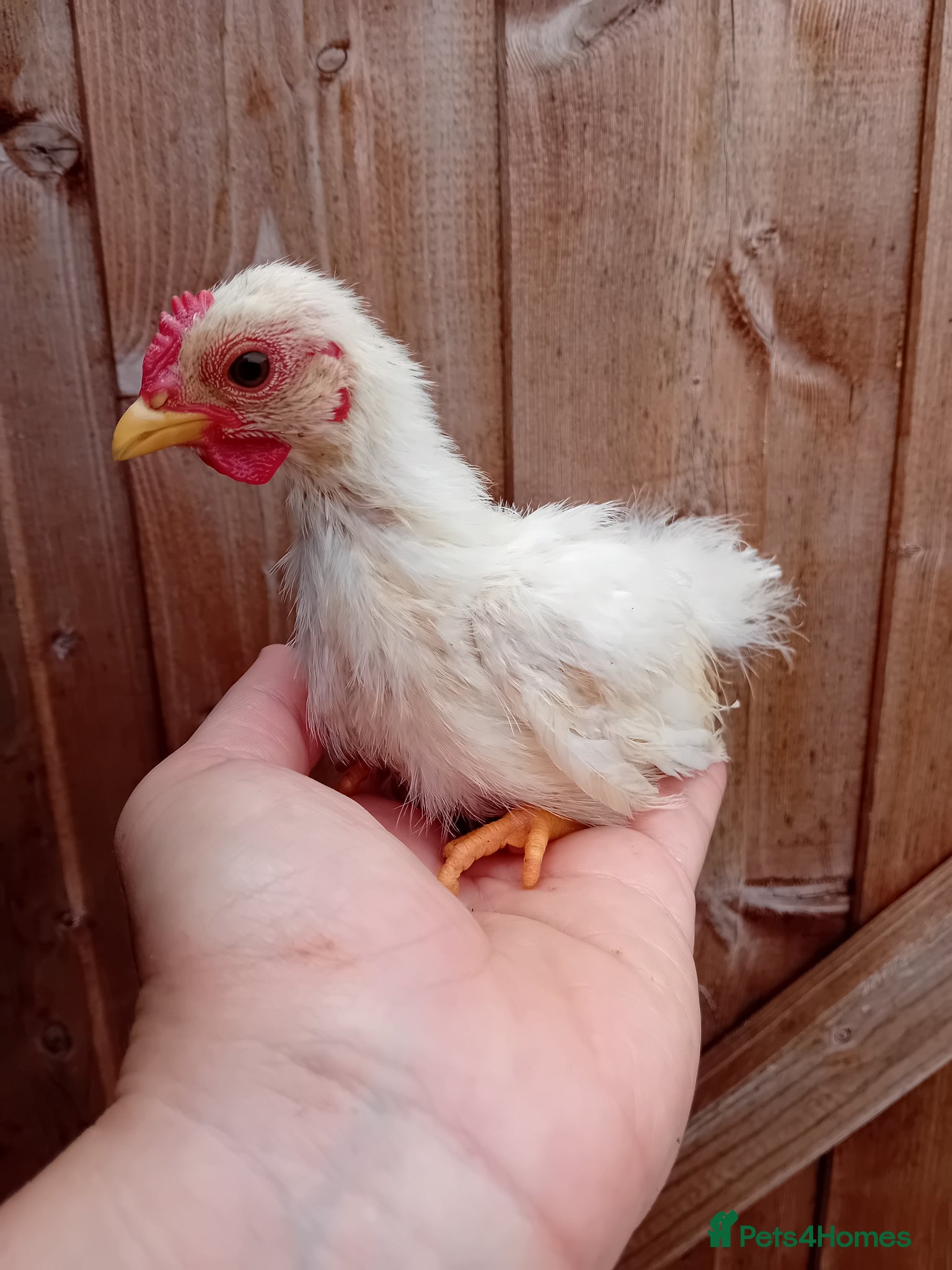 Chickens poultry Serama Cockerels Available - Advert 16