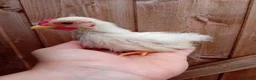 Chickens poultry for sale: Serama Roosters Available - Advert 3