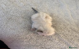 Ragdoll cats for sale: RAGDOLL X KITTENS  - Image 22