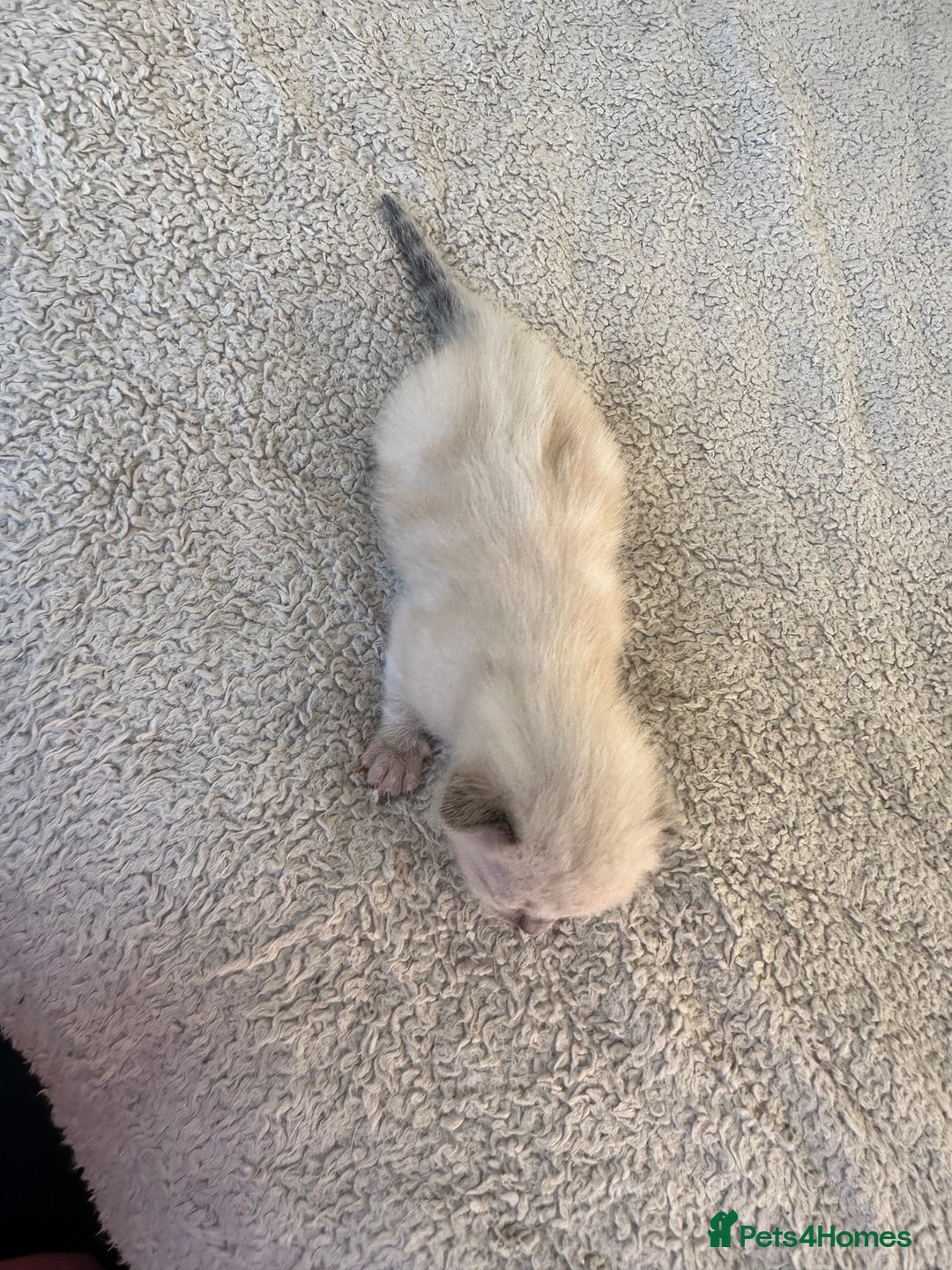 Ragdoll cats for sale: RAGDOLL X KITTENS  - Image 22