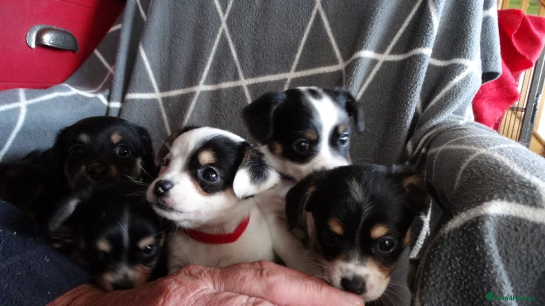 Jack Russell dogs for sale: Beautiful Jack Russell/chihuahua mix puppies - Advert 9