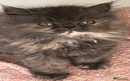 Ragdoll cats for sale: Stunning Ragdoll x Persian kittens.  - Image 12