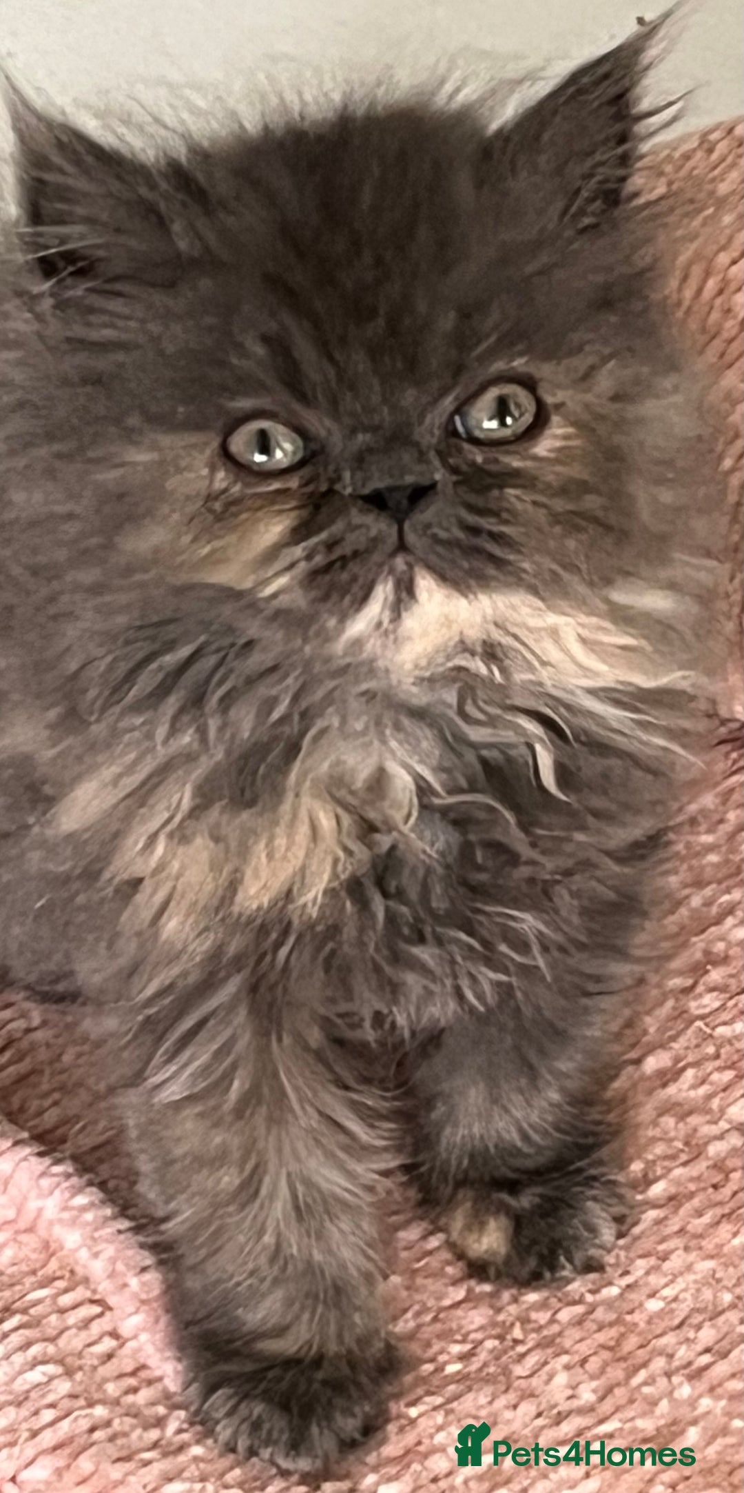 Ragdoll cats for sale: Stunning Ragdoll x Persian kittens.  - Image 12