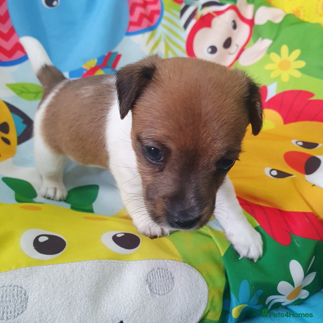 Jack Russell dogs for sale: Jack Russell puppies  - Image 5