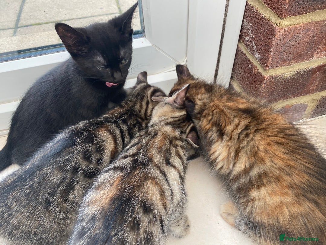 Mixed Breed cats for sale: Four mixed kittens for sale near colchester - Image 11