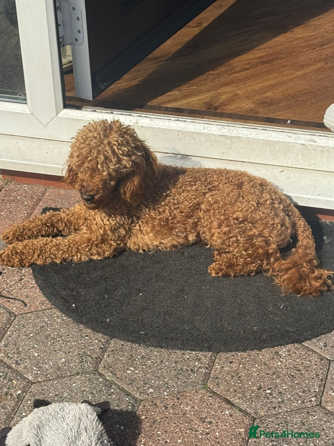 Toy Poodle dogs for stud: red toy poodle STUD ONLY  - Advert 2
