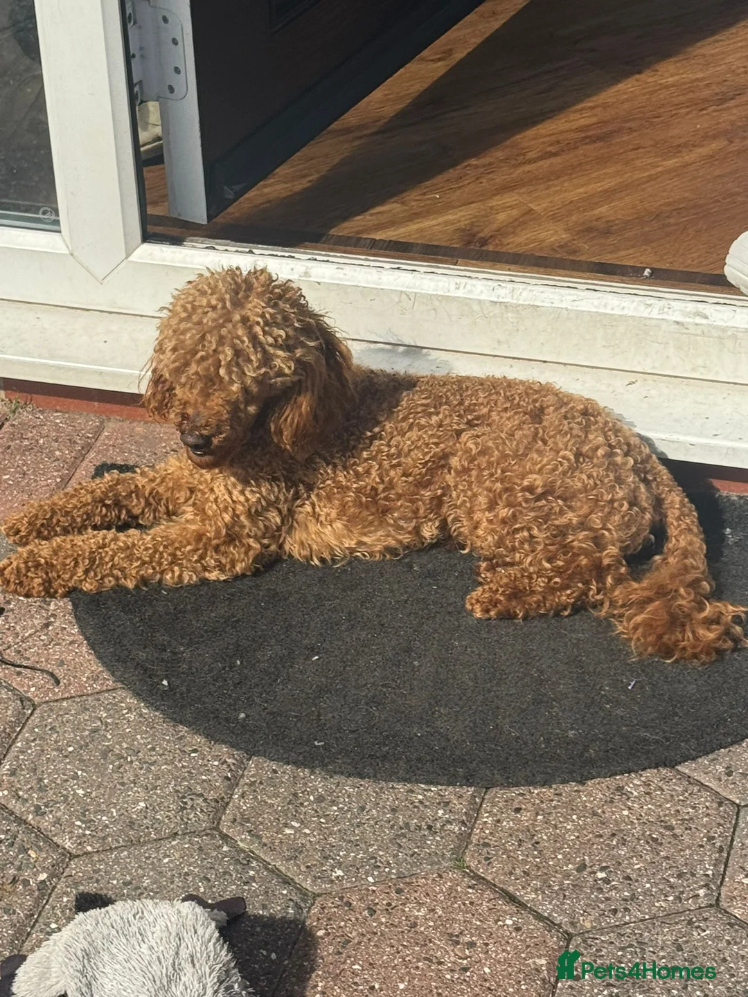 Toy Poodle dogs for stud: red toy poodle STUD ONLY  - Advert 2