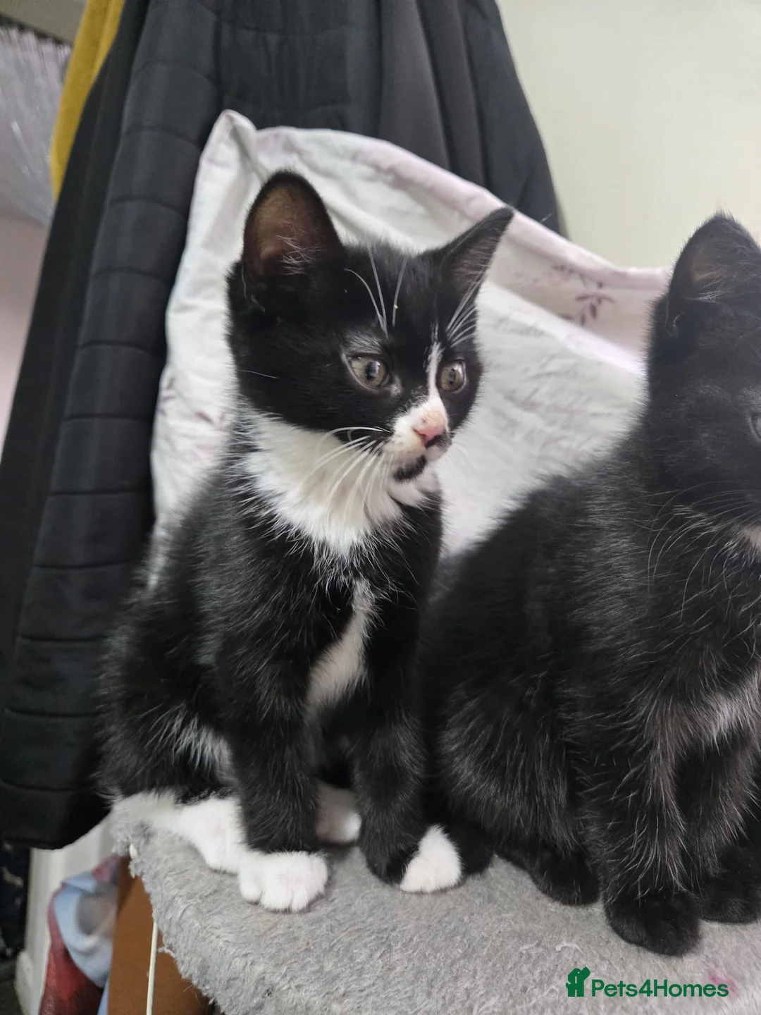 Mixed Breed cats for sale: Beautiful litter of mixed breed kittens ready  - Advert 5