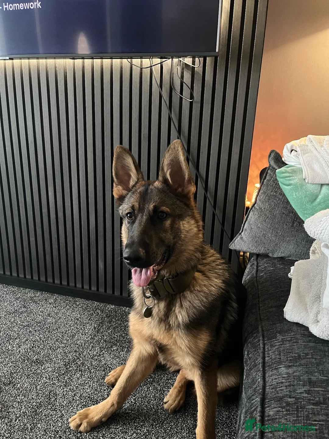 German Shepherd dogs for sale: German shepherd  - Advert 1