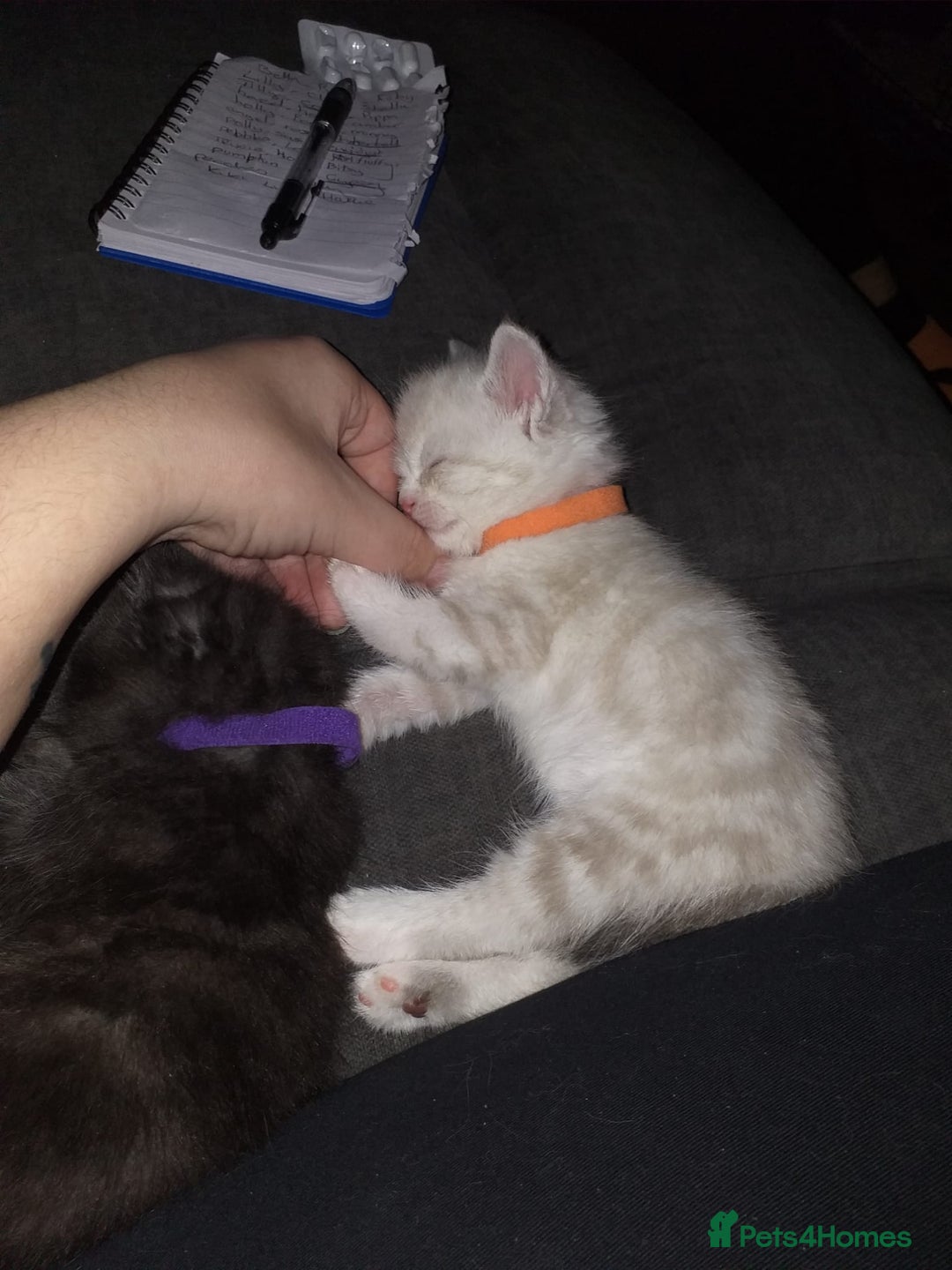 Persian cats for sale: Five loveable Persian kittens  - Image 24