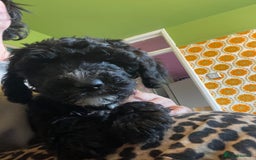 Mixed Breed dogs for sale: Stunning Cockerpoo/Bernadoodle ready on 12/11/25 - Image 13