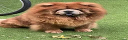 Chow Chow dogs for sale: Chow chow male cinnamon 5 years old - Advert 6