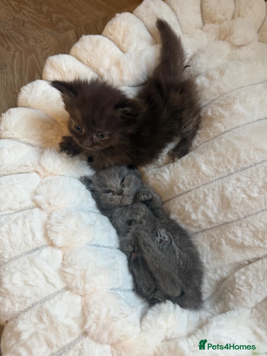 Munchkin cats for sale: RARE BLUE MUNCHKIN BOY - READY TO LEAVE  - Advert 1