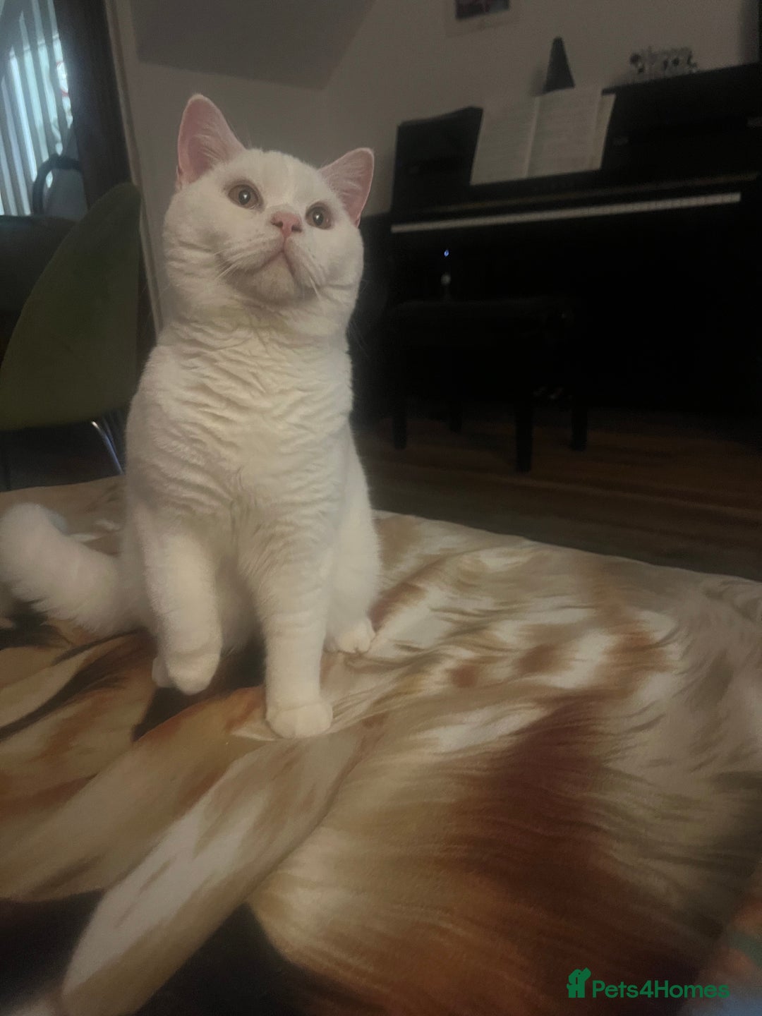 British Shorthair cats for sale: LAST 1  BSH WHITE  BOY GCCF REGISTERED!!!!! - Advert 6