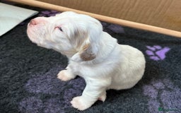 Clumber Spaniel dogs for sale: Pedigree KC Clumber Spaniel Puppies - Advert 3