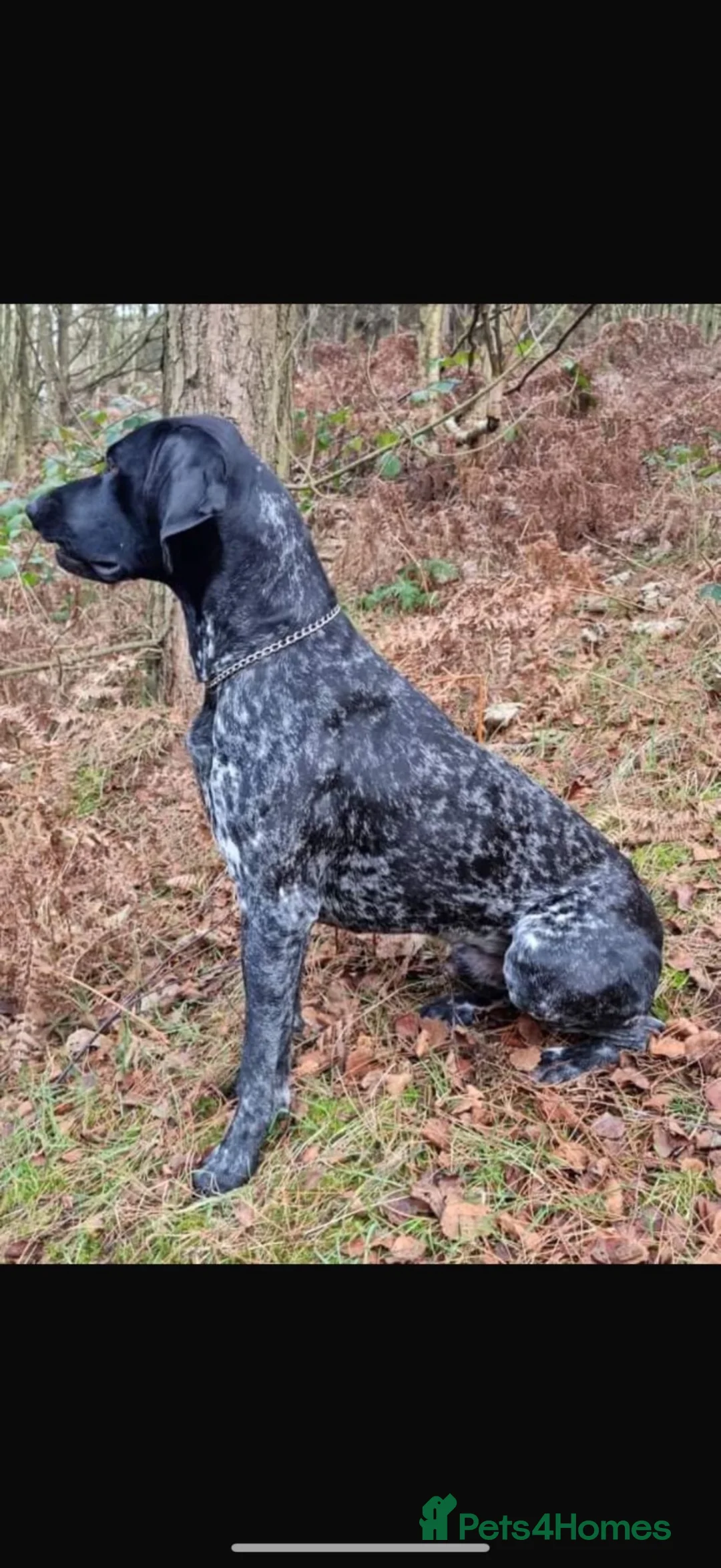Cocker Spaniel dogs for sale: 11 week KC GERMAN SHORTHAIRED POINTER BOY - Advert 2
