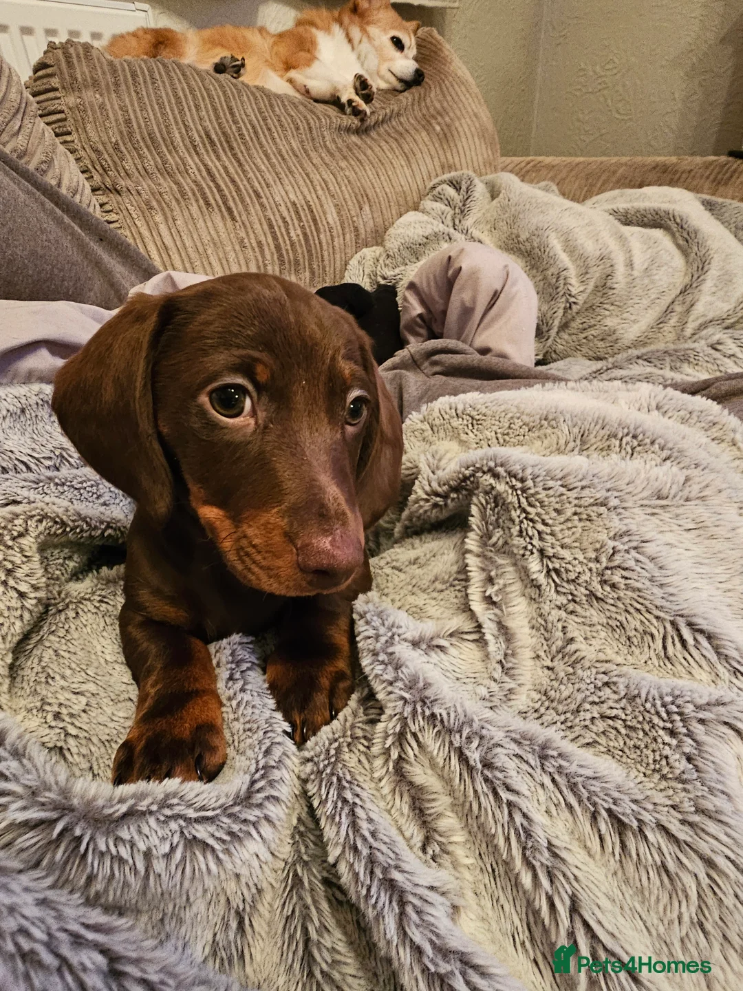 Dachshund dogs for sale: Looking for a loving forever home - Advert 4