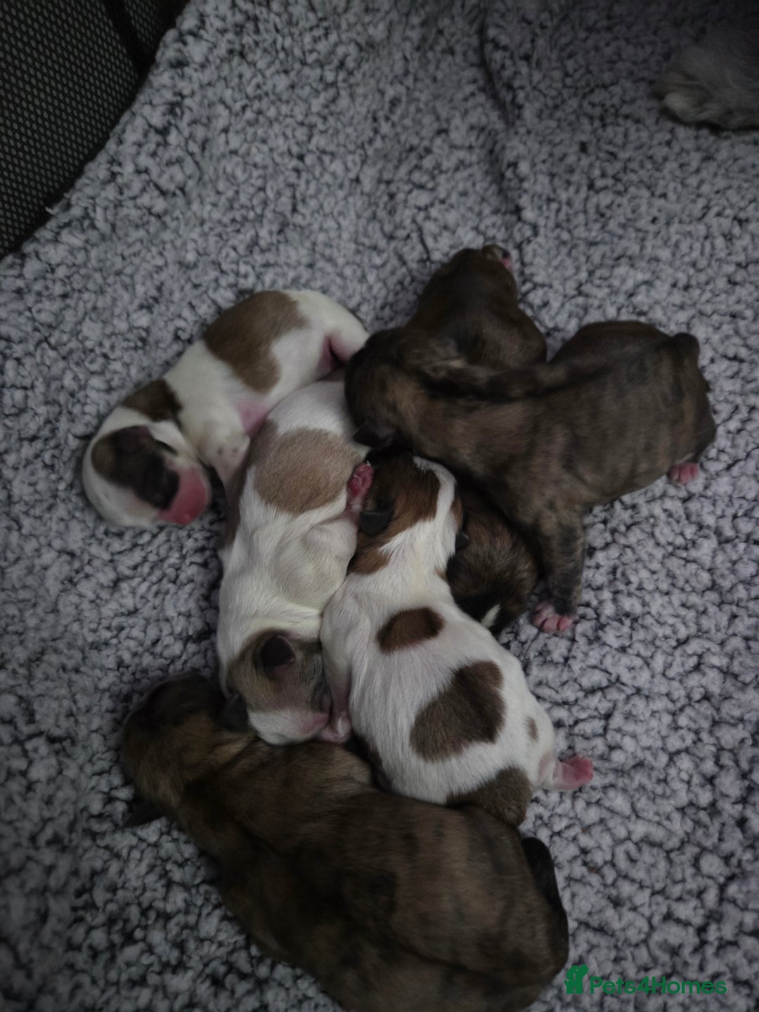 Shih Tzu dogs for sale: Imperial shih tzu puppies  - Advert 7