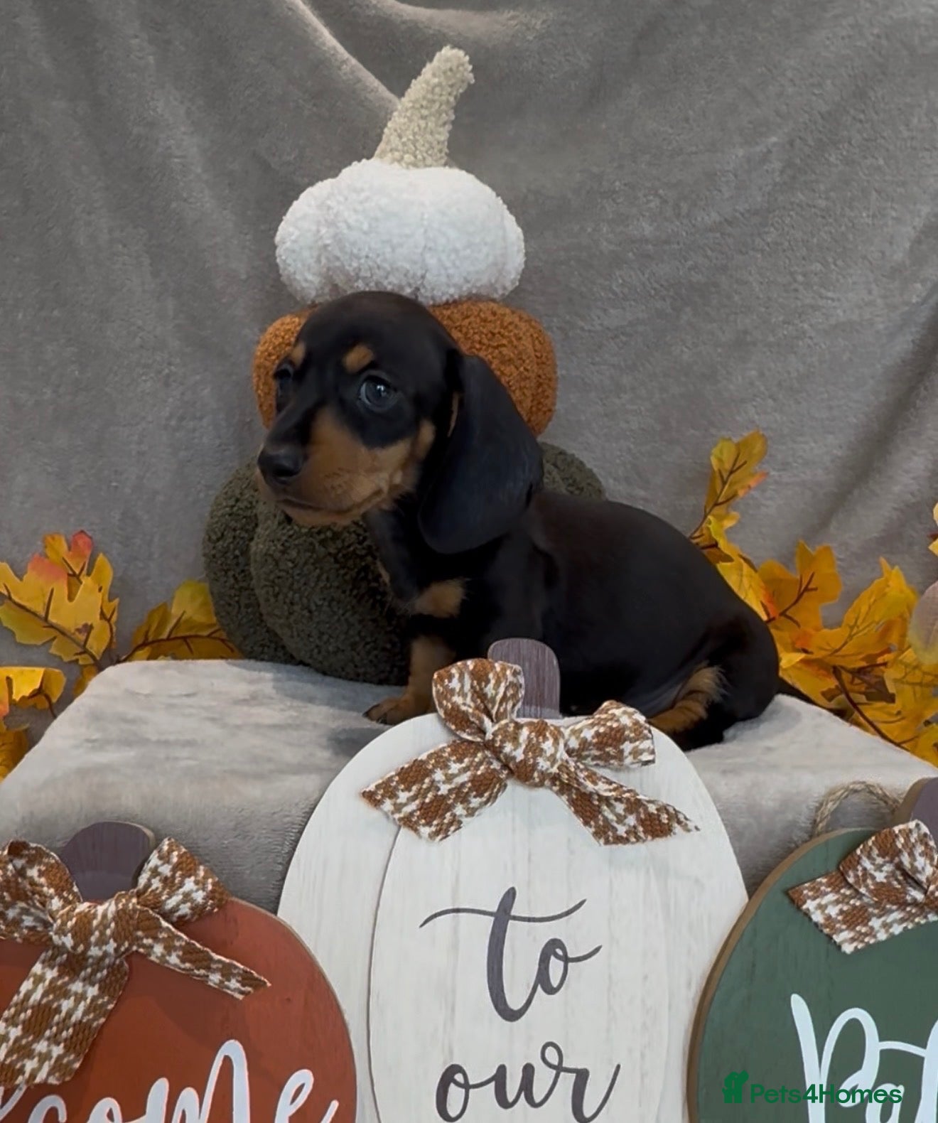 Miniature Dachshund dogs 🐾 2 boys left SMOOTH-HAIRED MINIATURE DACHSHUNDS - Advert 2