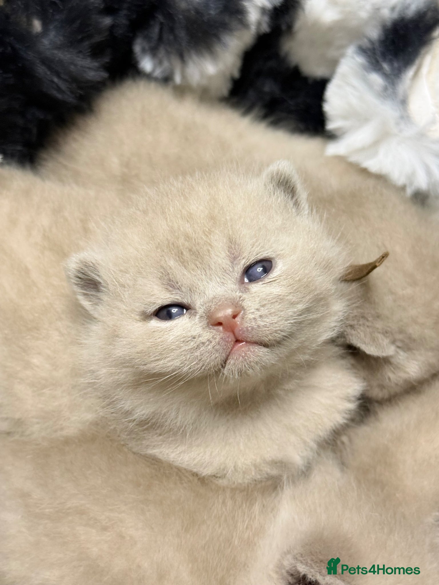 British Shorthair cats for sale: 100% Pure Pedigree XL CHunky CHAMPION reg. KITTENS - Advert 1