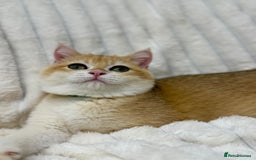 British Shorthair cats for sale: 🔥Exceptional GCCF pedigree golden BSH - Image 5