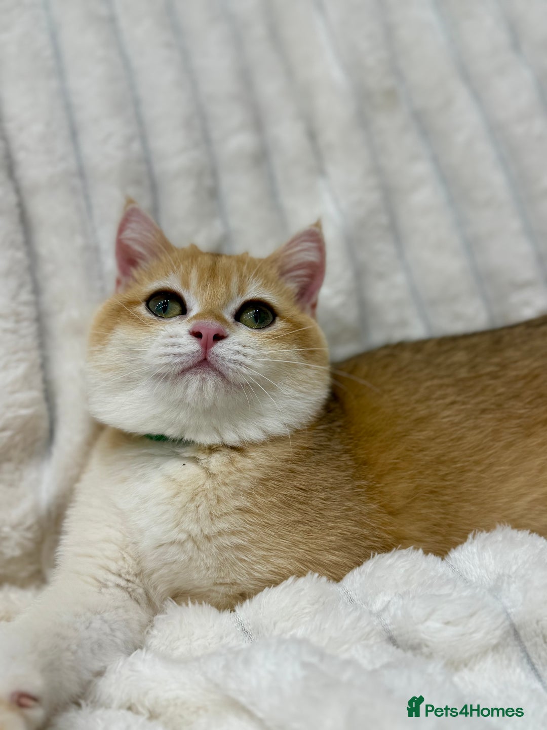 British Shorthair cats for sale: 🔥Exceptional GCCF pedigree golden BSH - Image 5