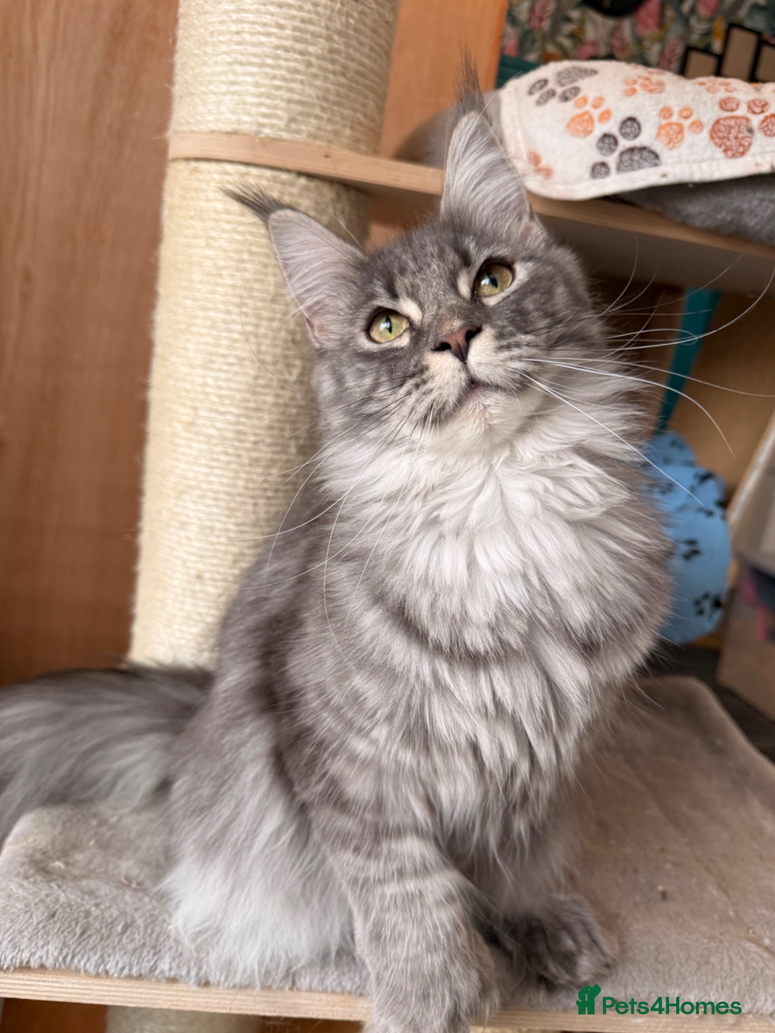 Maine Coon cats TICA registered Mainecoon kittens - Advert 5
