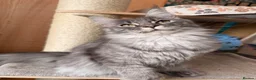 Maine Coon cats for sale: TICA registered Mainecoon kittens - Advert 1