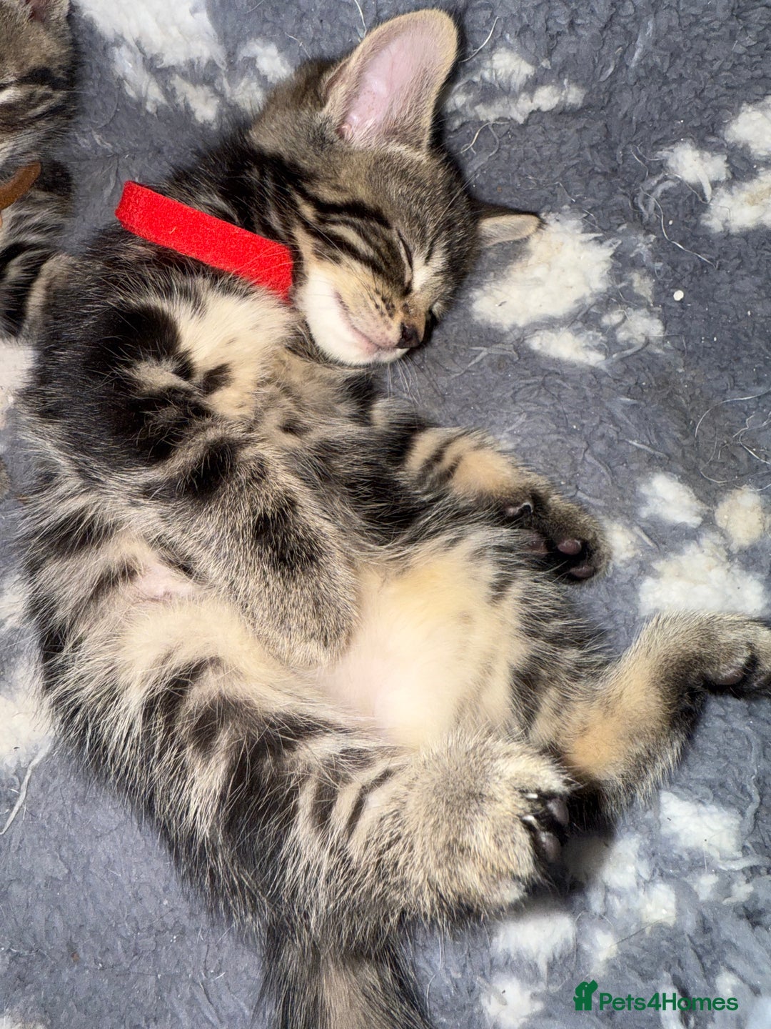 Mixed Breed cats for sale: Beautiful Kittens for sale!  - Image 8