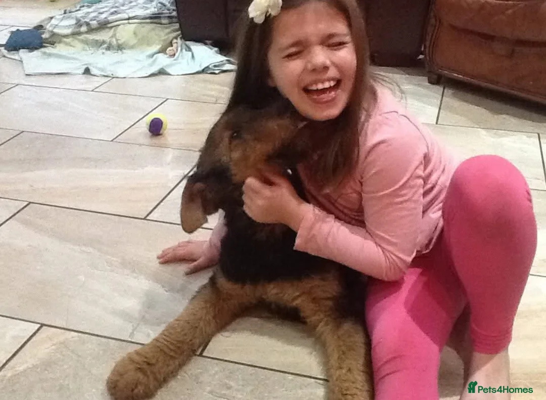 Airedale Terrier dogs for sale: Kc Airedale Terrier  - Advert 12