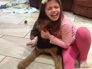 Airedale Terrier dogs Kc Airedale Terrier - Advert 2