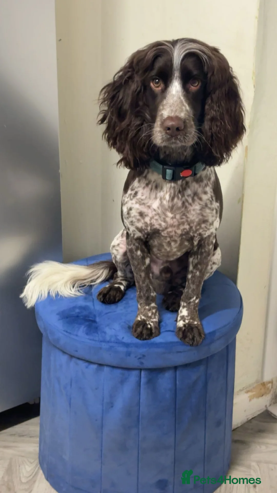 Cocker Spaniel dogs for sale: Cocker spaniel - Advert 1